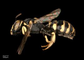   Ceratina  sp. male lateral habitus, photo: Joshua Hengel 
